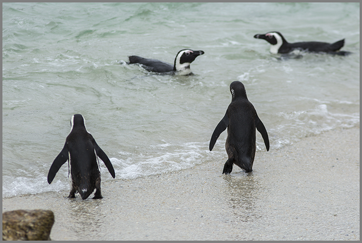 Vem älskar inte pingviner